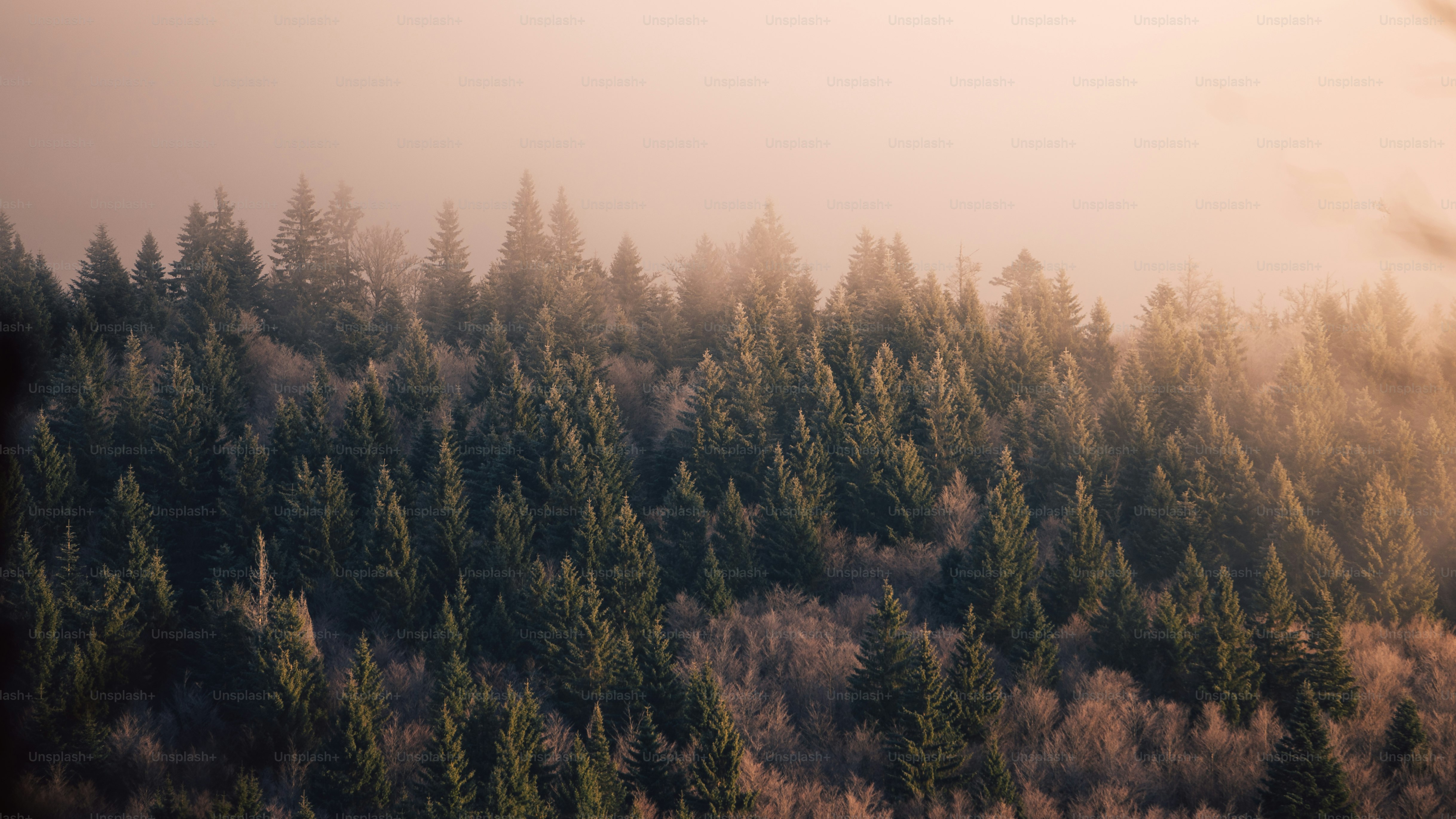 Eine Gruppe von Kiefern in einem Wald