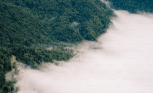 an aerial view of a forest covered in fog