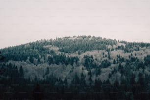 Una montagna coperta da molti alberi sotto un cielo nuvoloso