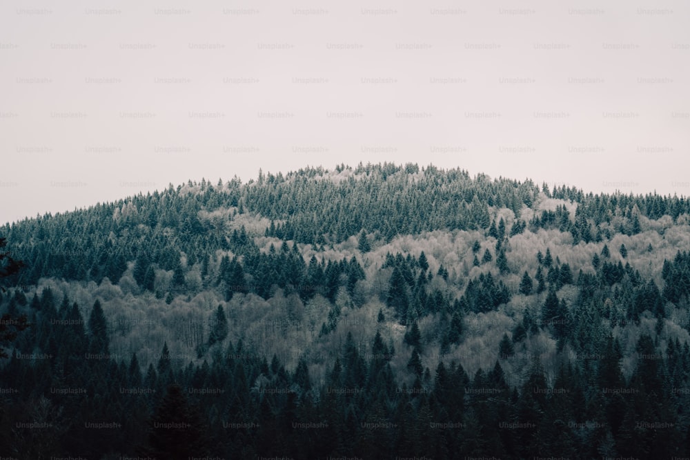 曇り空の下でたくさんの木々に覆われた山