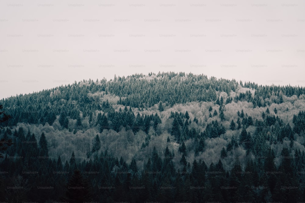 a mountain covered in lots of trees under a cloudy sky