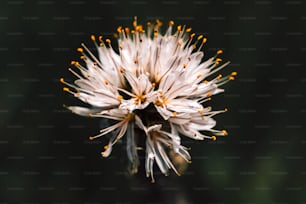Gros plan d’une fleur blanche avec une étamine jaune