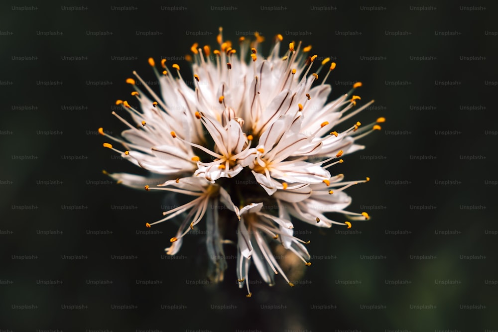 a close up of a white flower with yellow stamen