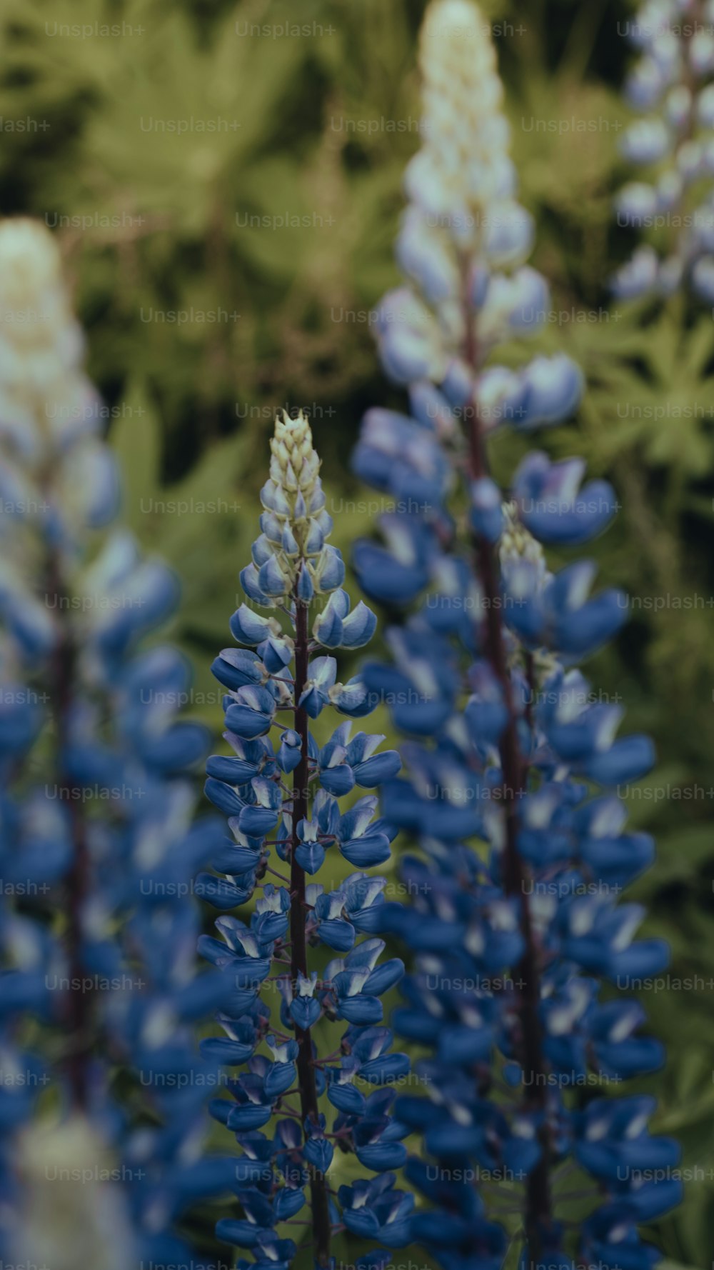 Un primo piano di un mazzo di fiori blu