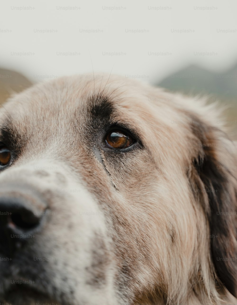 un primo piano del viso di un cane con uno sfondo sfocato