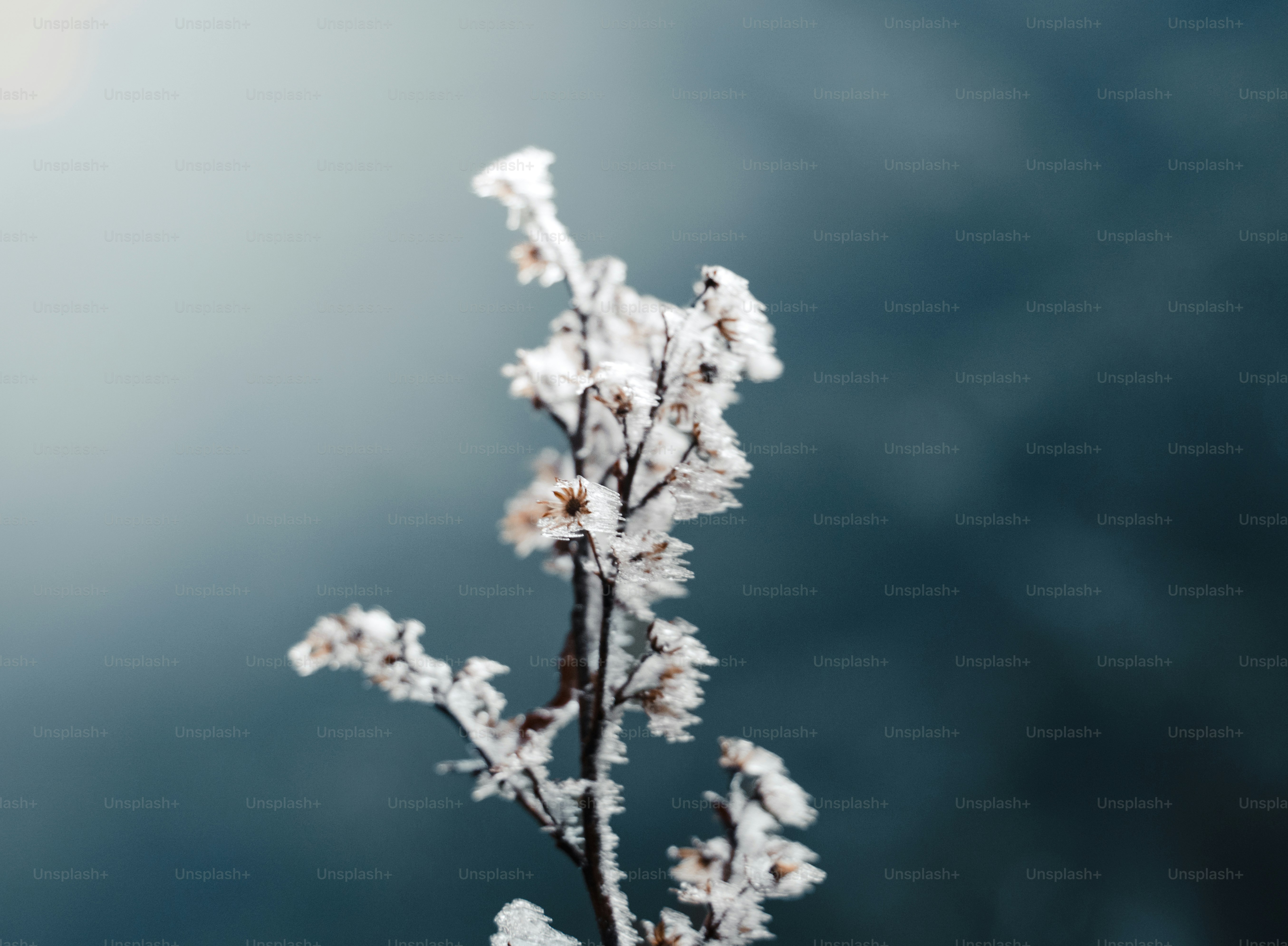 a close up of a plant with snow on it