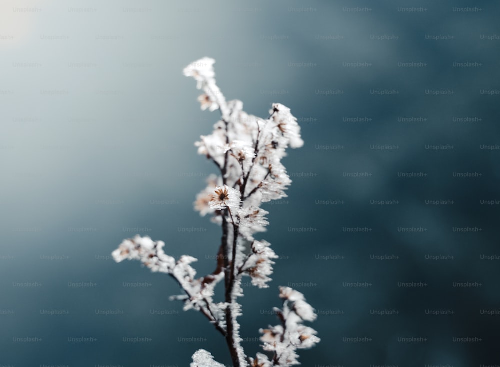 雪が積もった植物の接写