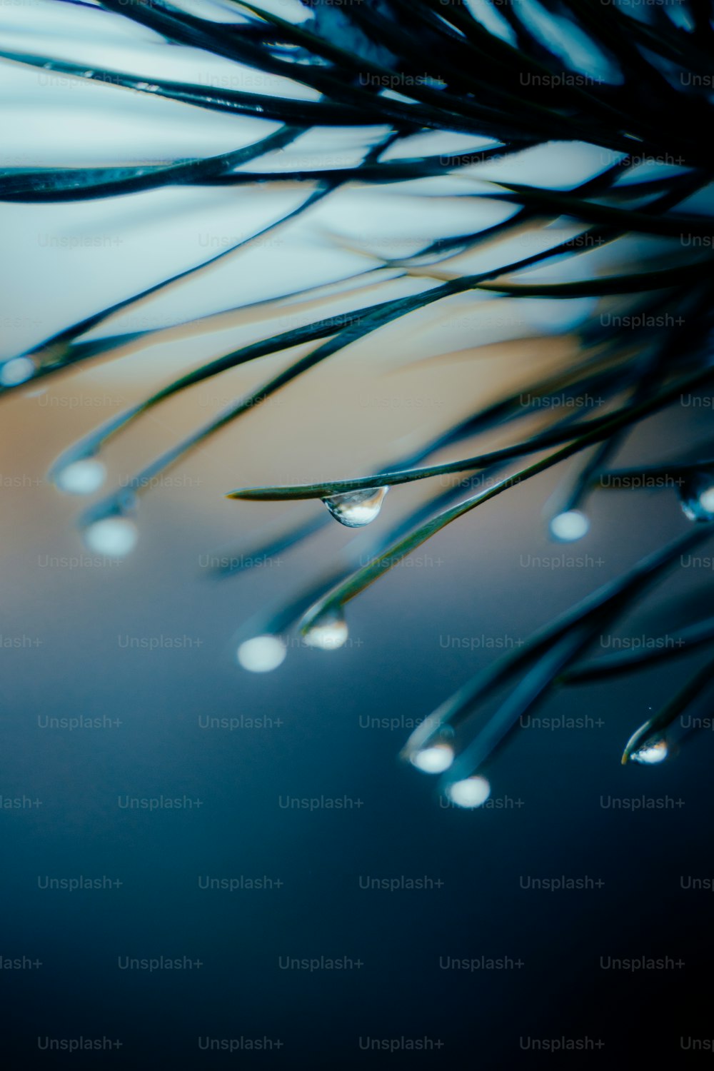drops of water on a pine tree branch