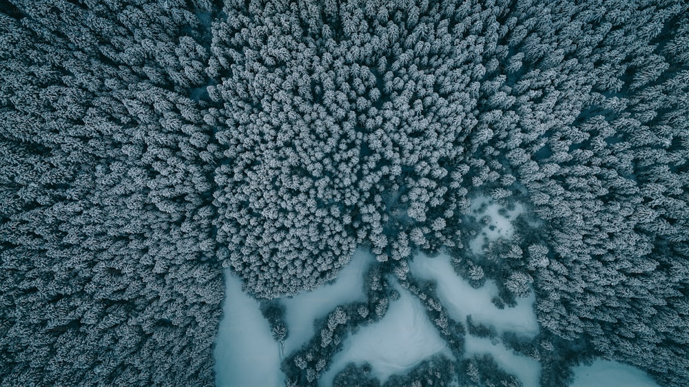 an aerial view of a snow covered forest