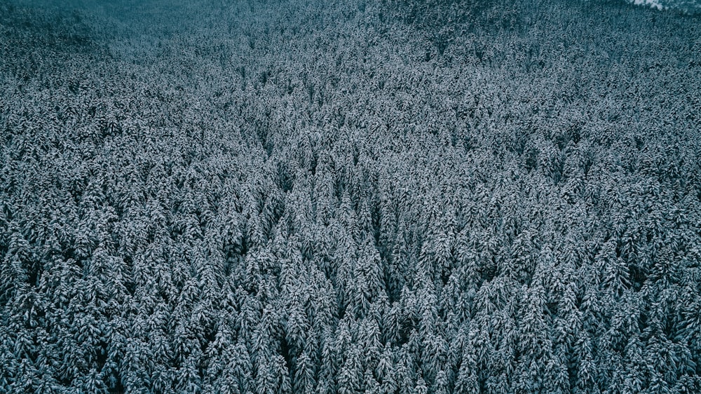 a large group of trees in a forest