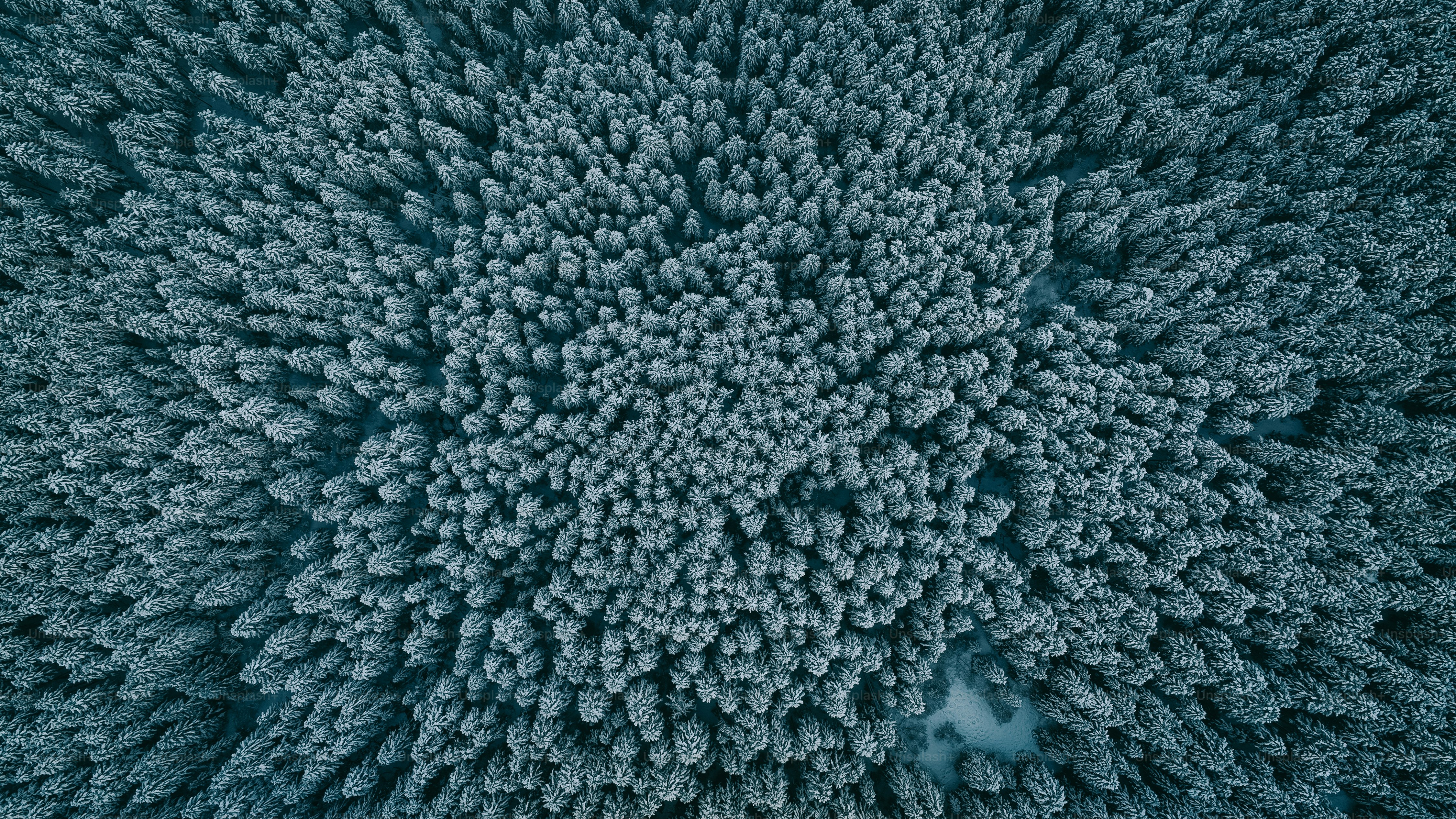 an aerial view of a tree in winter