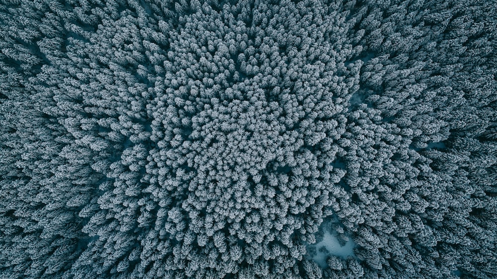 an aerial view of a tree in winter