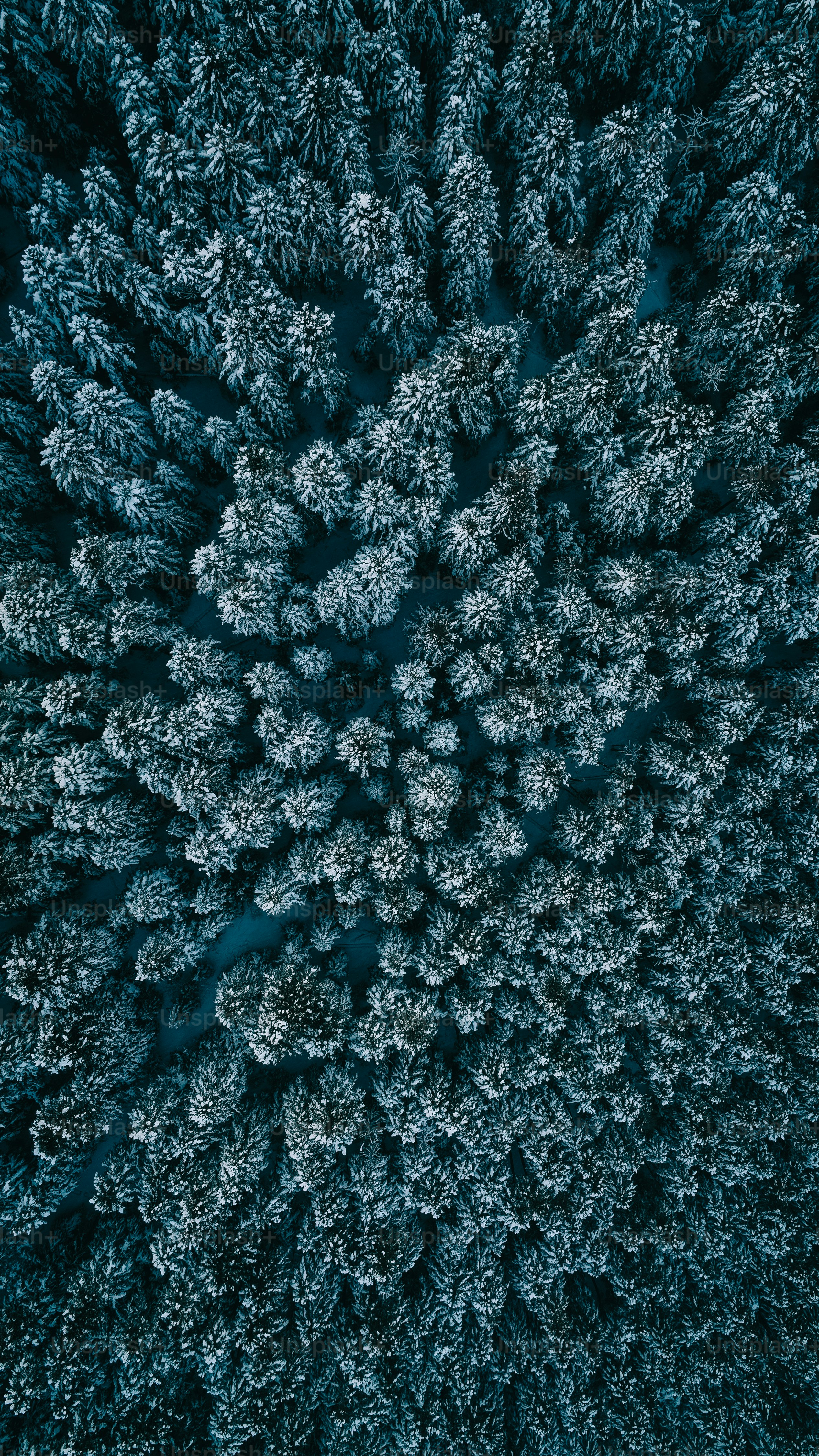 a group of trees that are standing in the snow