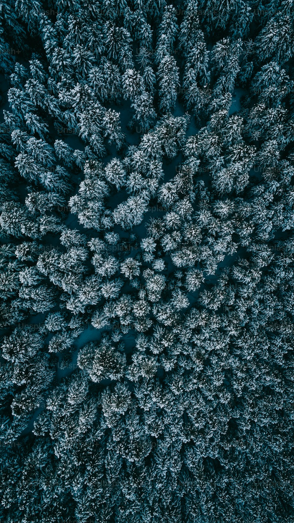 eine Gruppe von Bäumen, die im Schnee stehen