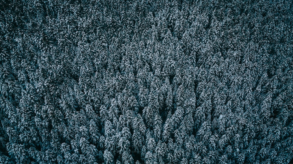 uma vista aérea de um grupo de árvores