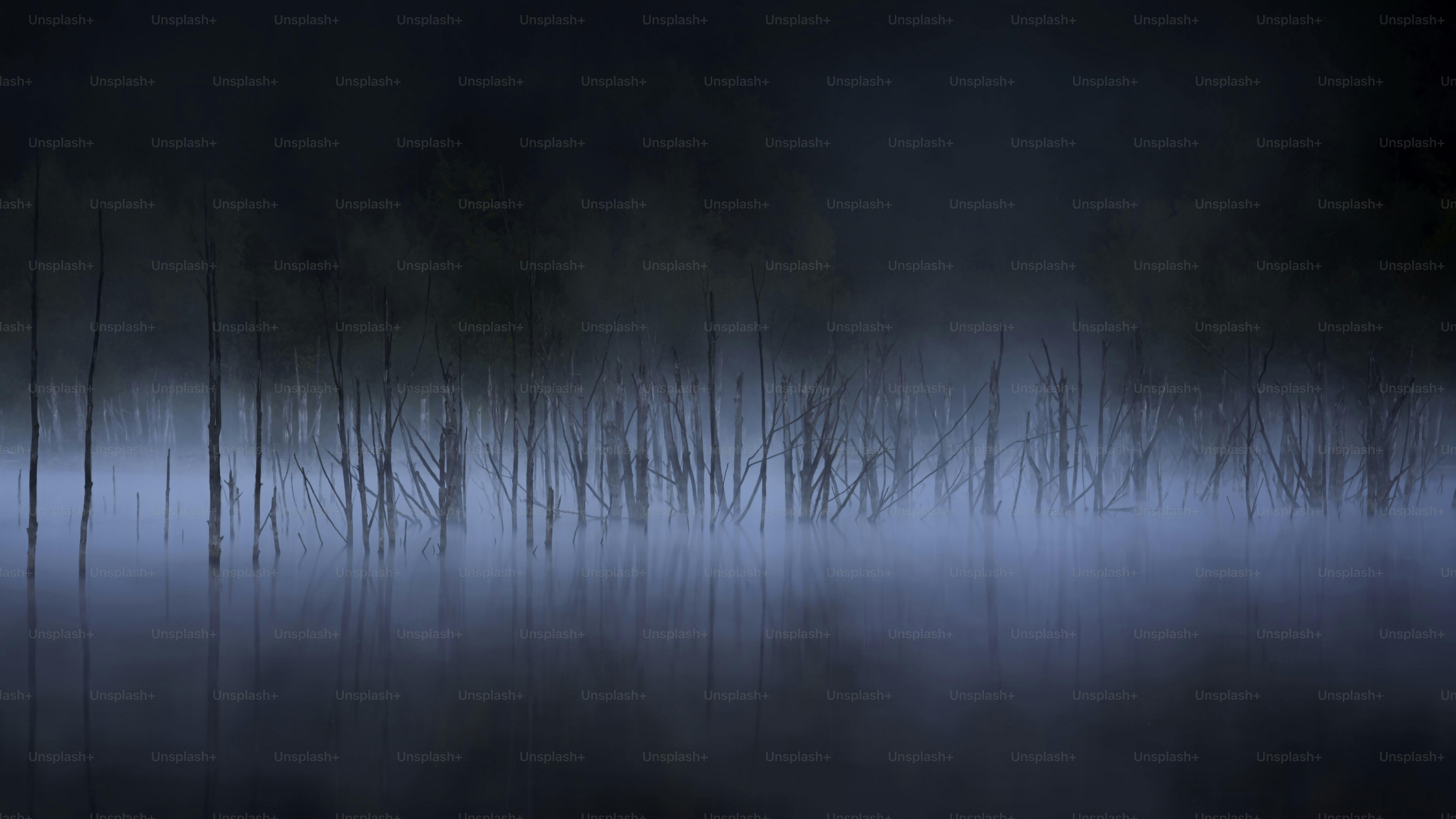 a foggy forest filled with lots of tall trees
