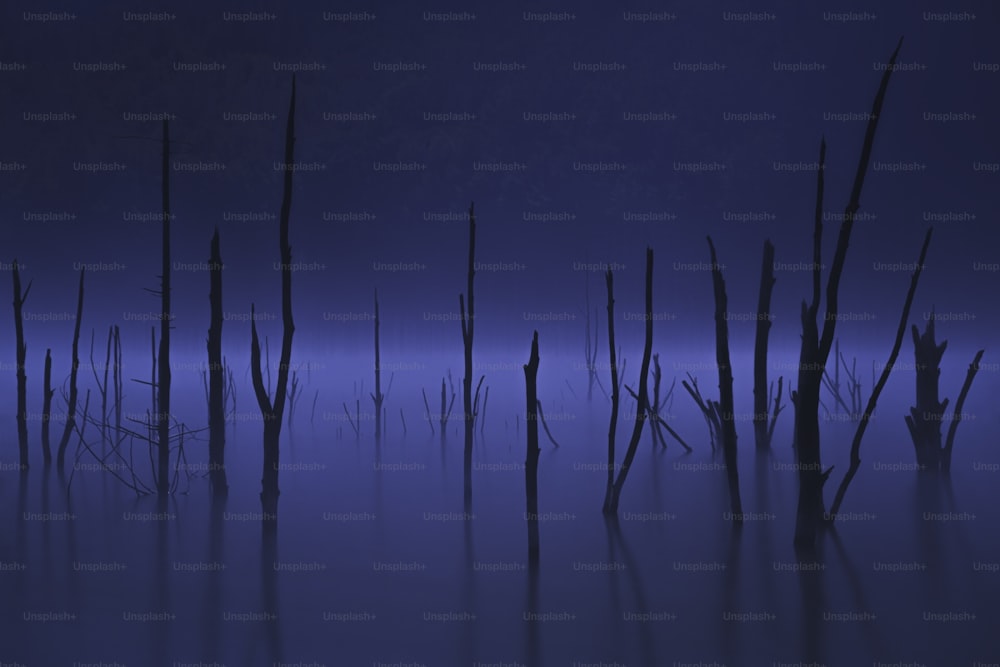 um grupo de árvores mortas sentadas no meio de um lago