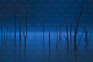 Un gruppo di alberi morti seduti nel mezzo di un lago