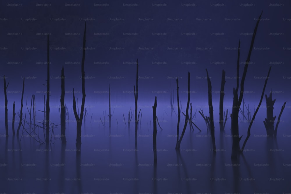 a group of dead trees sitting in the middle of a lake