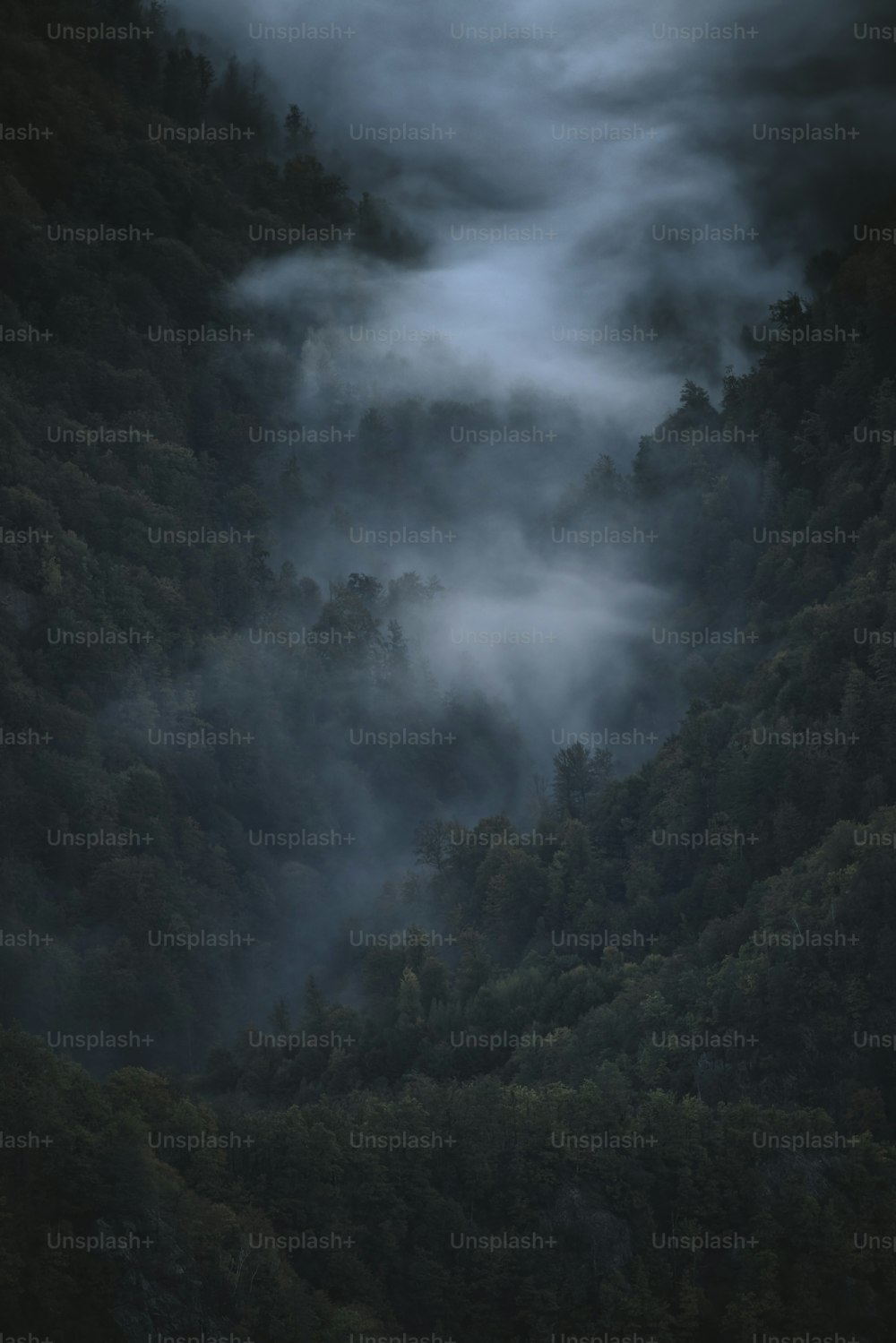 Una foresta nebbiosa piena di molti alberi