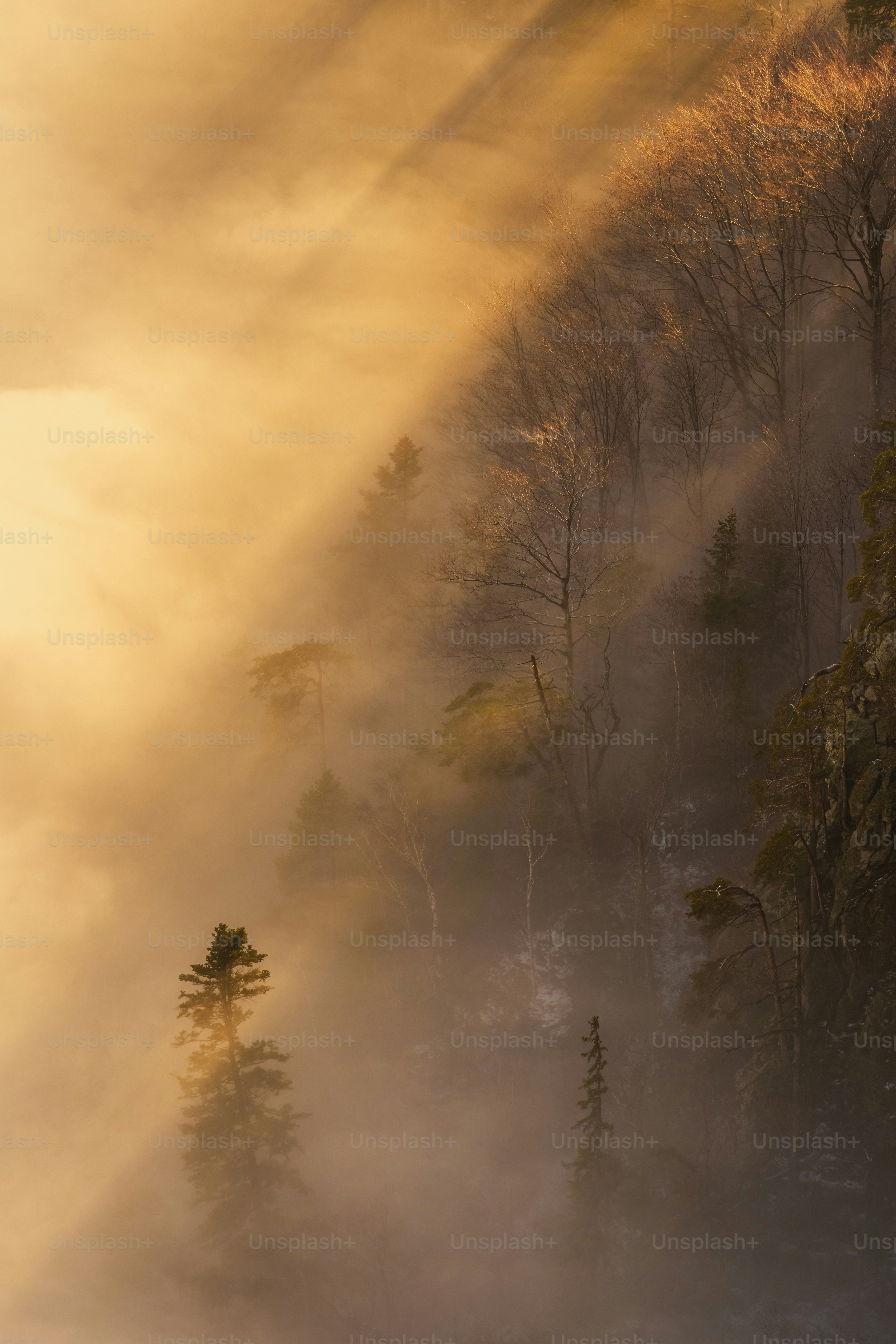 uma floresta nebulosa com árvores ao lado de uma colina