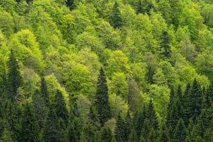 a large group of green trees in a forest