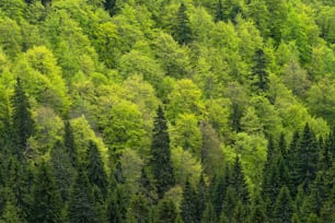 森の中の緑の木の大きなグループ