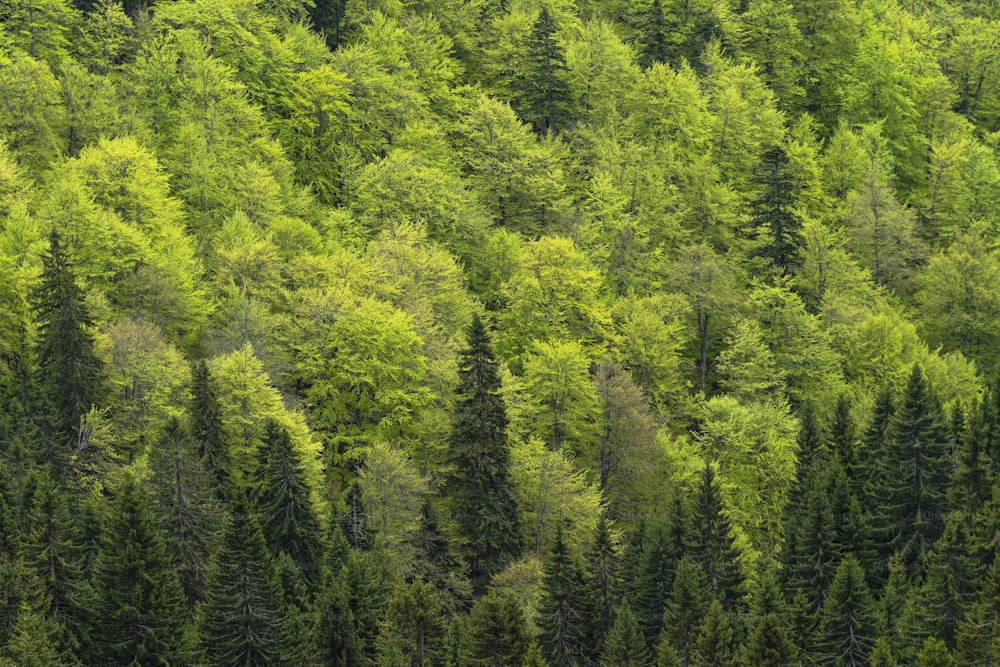 Un grande gruppo di alberi verdi in una foresta