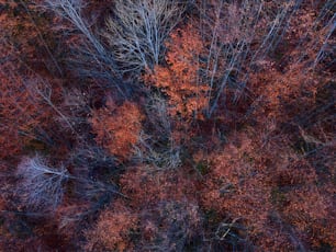 a group of trees that are in the woods