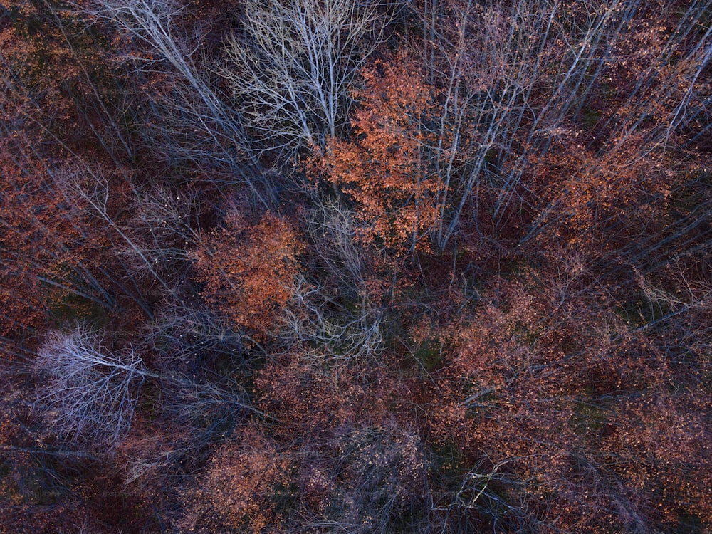 a group of trees that are in the woods