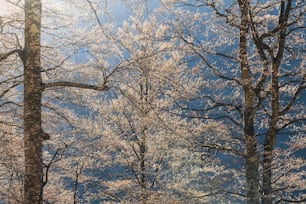 a group of trees that are standing in the grass