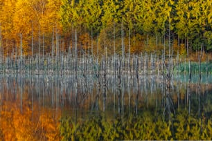 Ein Wald mit vielen Bäumen neben einem See