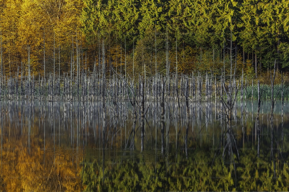 uma floresta cheia de muitas árvores ao lado de um lago