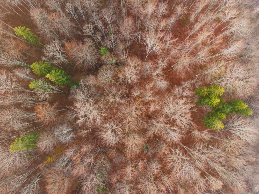 an aerial view of a forest with lots of trees