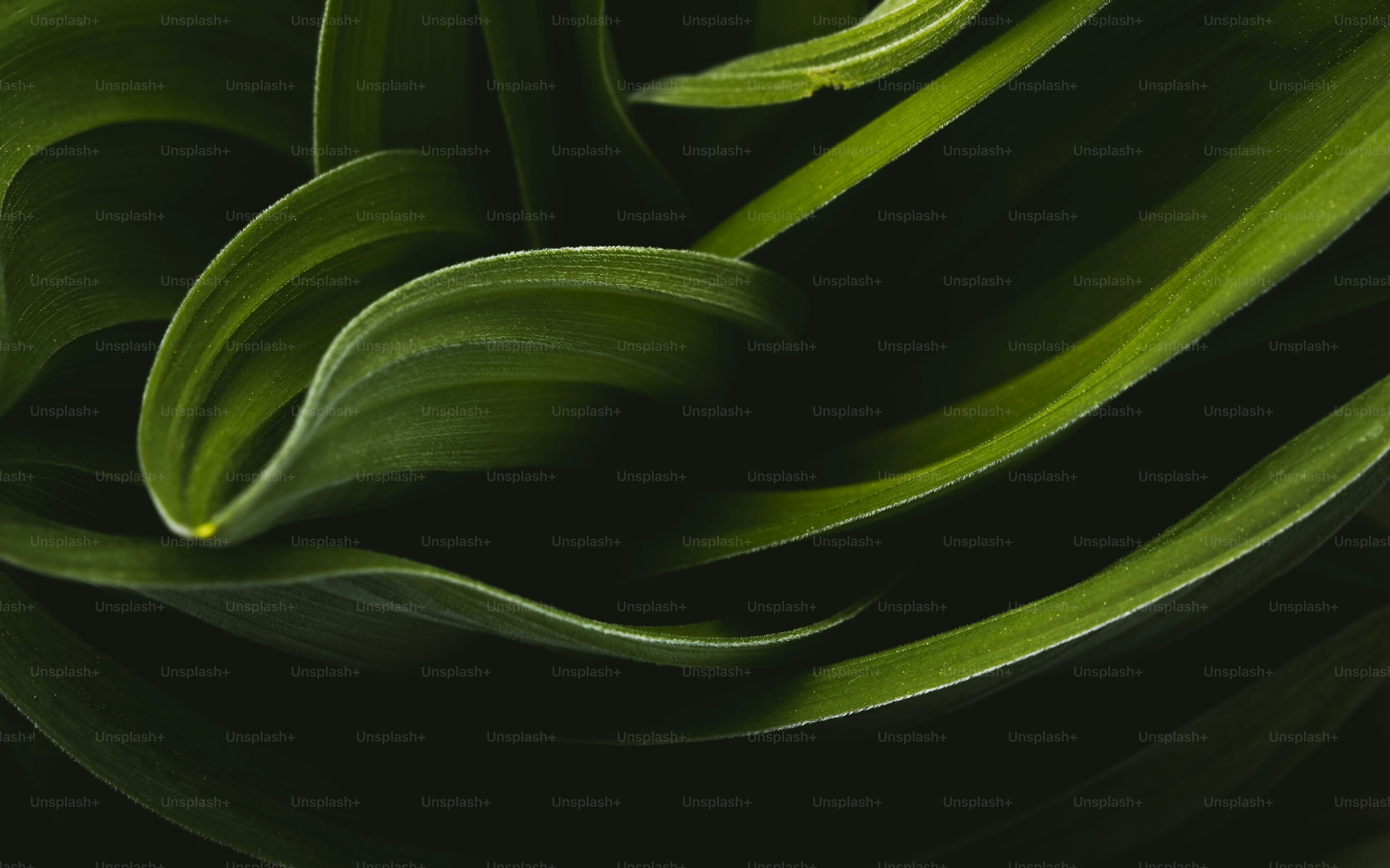 a close up of a green plant with leaves