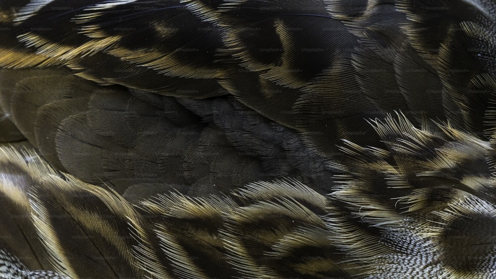 Eine Nahaufnahme der Federn eines Vogels mit verschwommenem Hintergrund