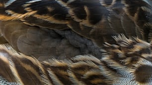 Eine Nahaufnahme der Federn eines Vogels mit verschwommenem Hintergrund