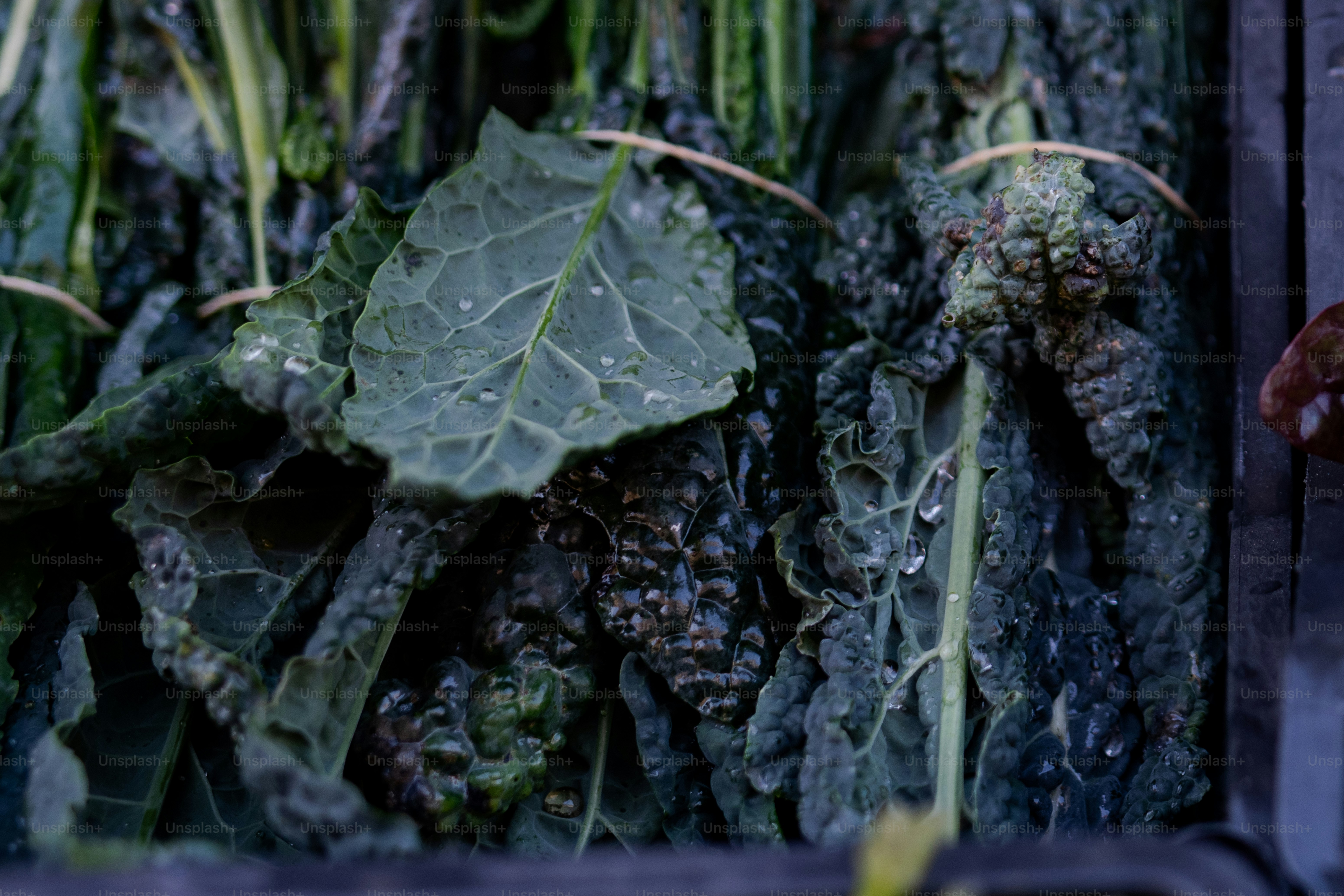 a close up of a bunch of green vegetables