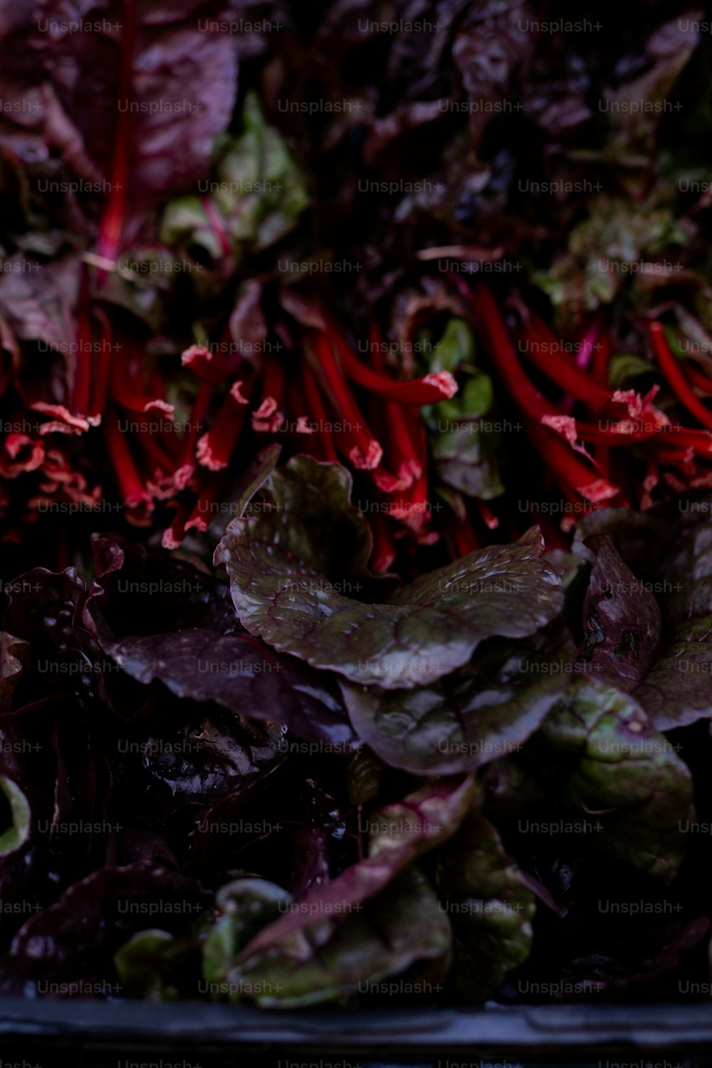 a close up of a bunch of lettuce