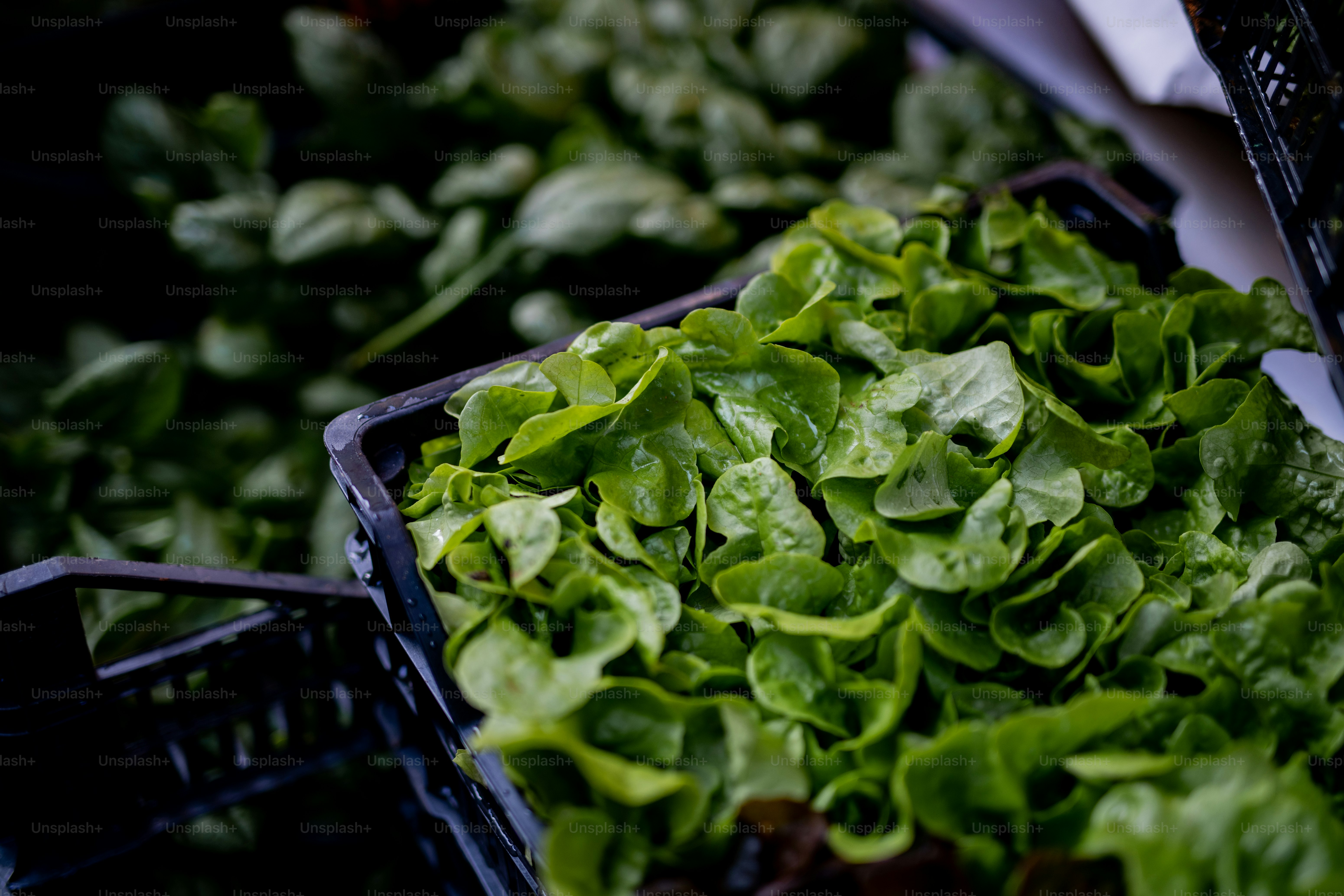 45,628+ Green Food Pictures | Download Free Images on Unsplash