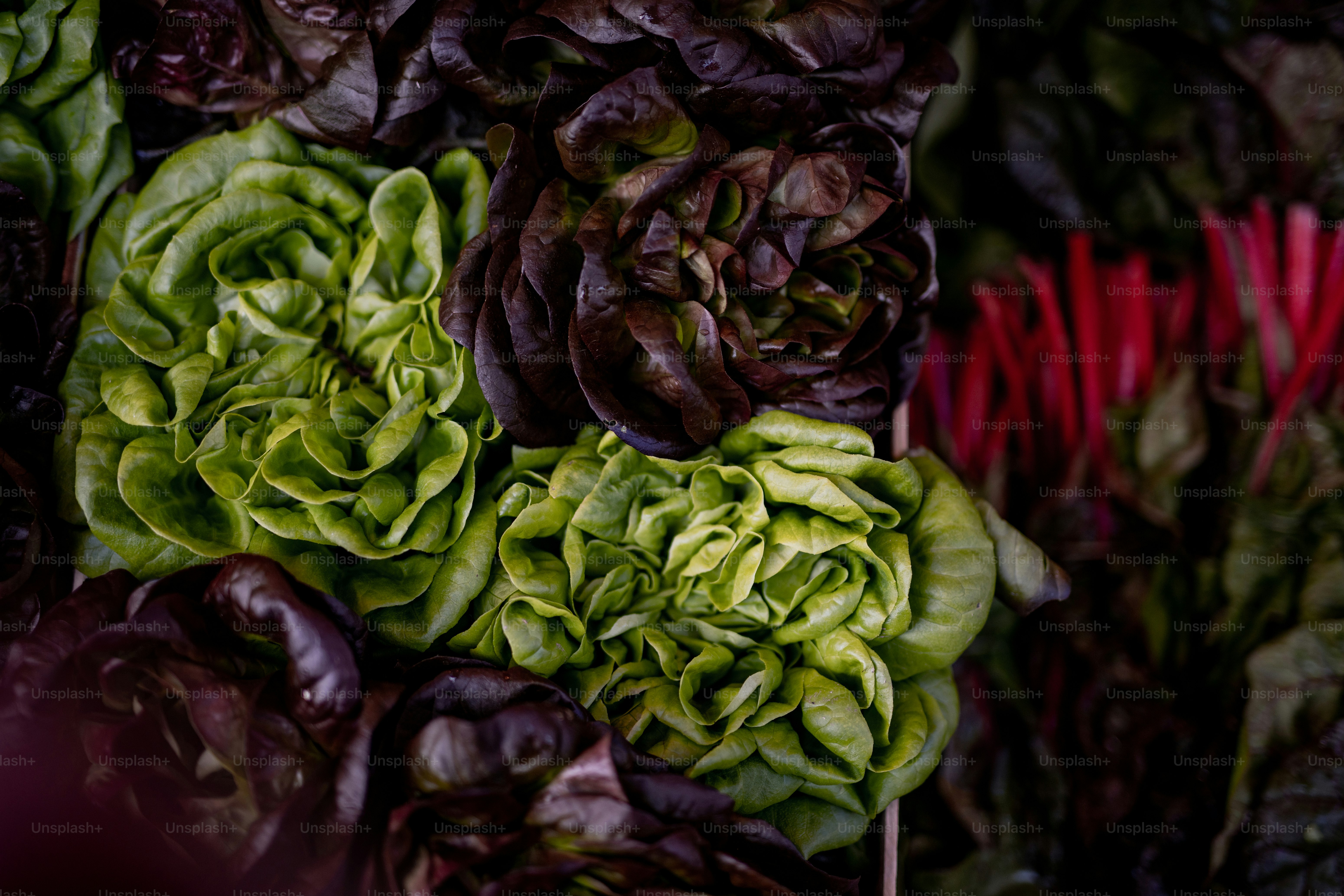 Un montón de lechuga sentados uno al lado del otro