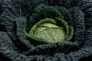 a close up of a cabbage in a garden