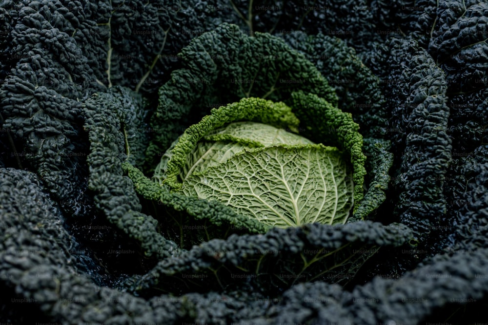 a close up of a cabbage in a garden