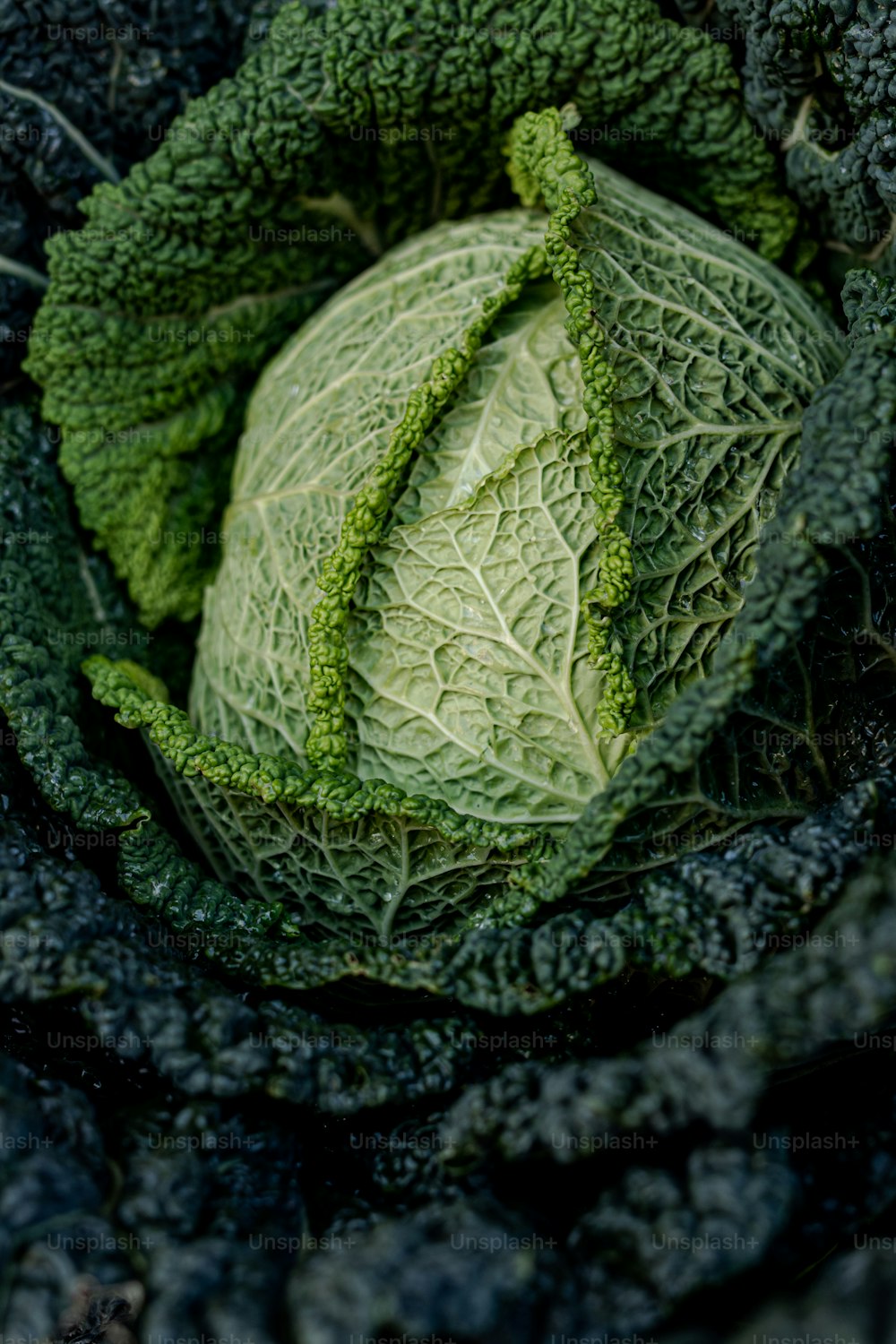 a head of cabbage sitting in the middle of a bed of lettuce