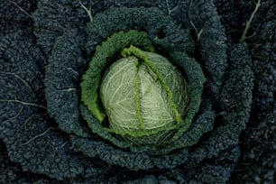 a head of cabbage is shown from above