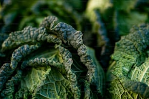 a close up of a bunch of green leafy vegetables