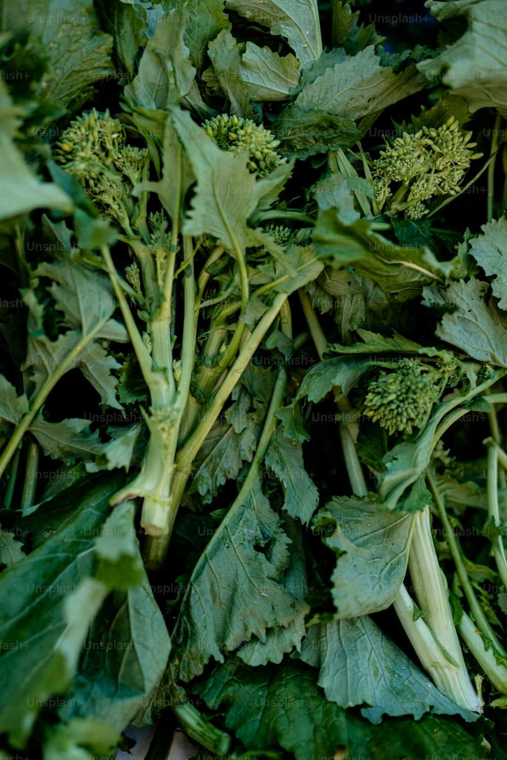 un tas de légumes à feuilles vertes assis sur une table