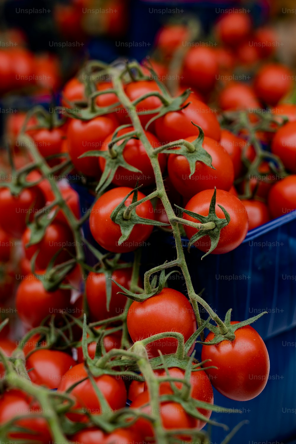 Un manojo de tomates rojos en un recipiente azul