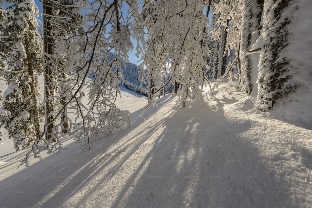 Eine Person, die mit einem Snowboard einen schneebedeckten Hang hinunterfährt