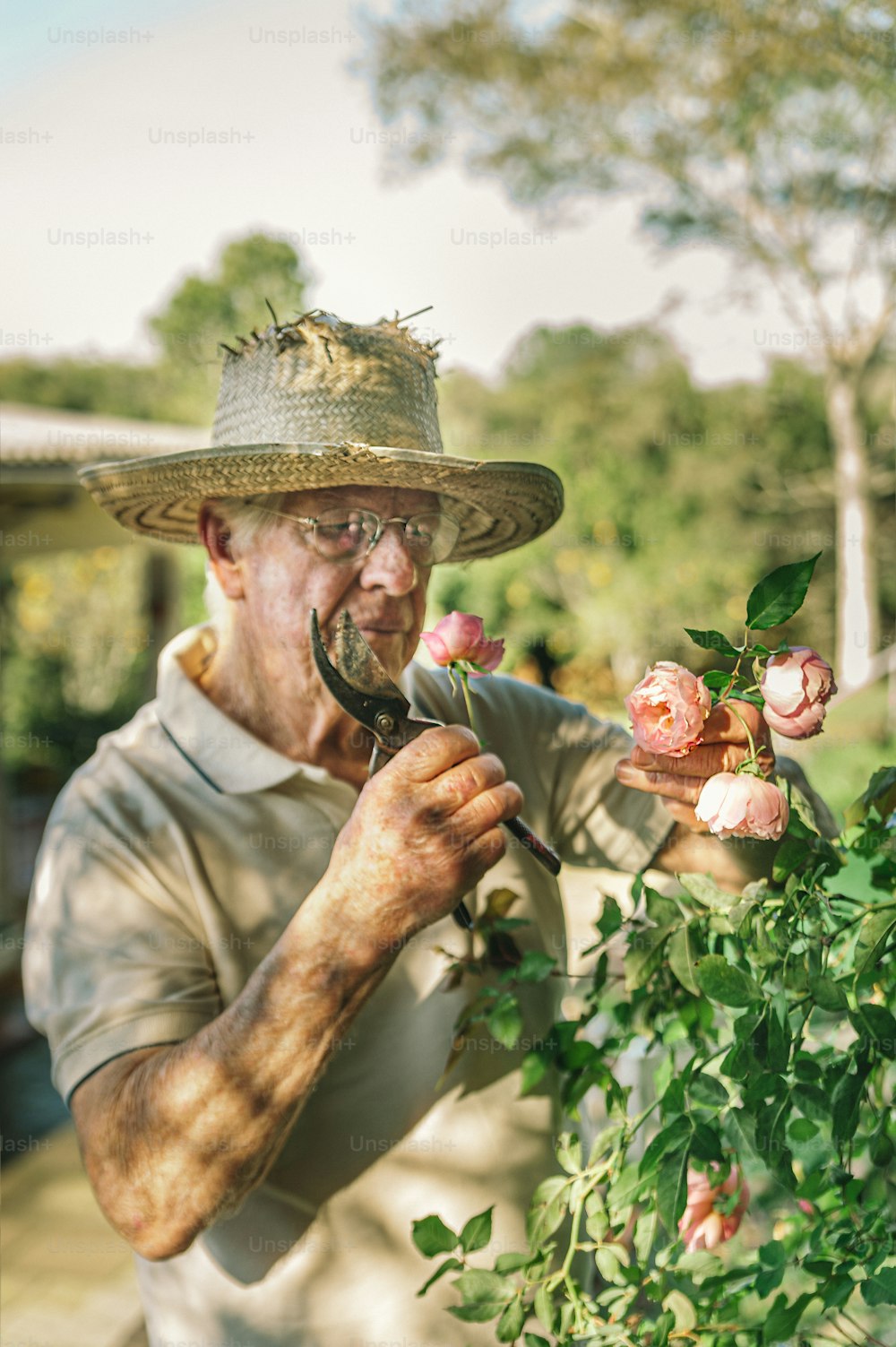 a man in a straw hat is trimming a rose bush